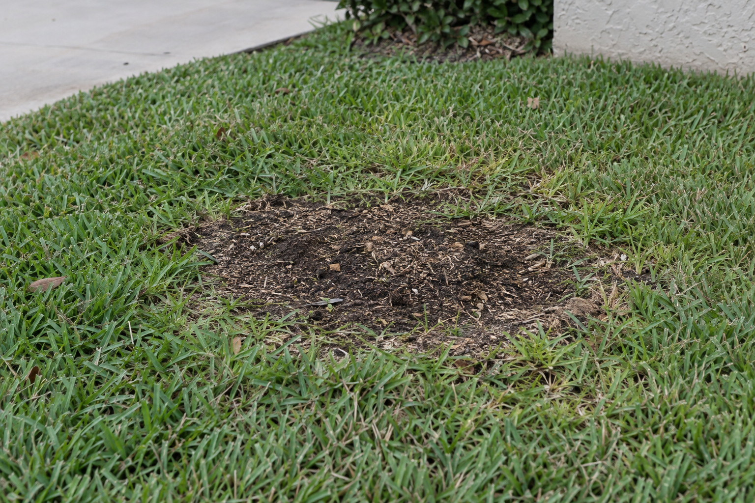 Ground-out stump spot in a lawn, its chip-and-soil fill settled into a shallow dip